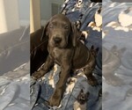 Small Photo #2 Great Dane Puppy For Sale in MILTON, FL, USA