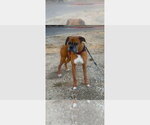 Small Boxer