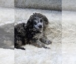 Small #1 Poodle (Toy)