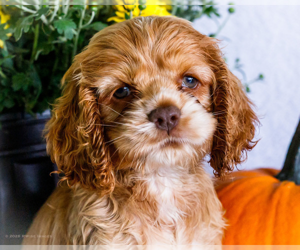 Medium Photo #2 Cocker Spaniel Puppy For Sale in WAKARUSA, IN, USA