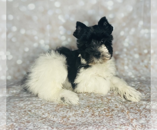 Medium Photo #1 Schnauzer (Miniature) Puppy For Sale in CINCINNATI, OH, USA