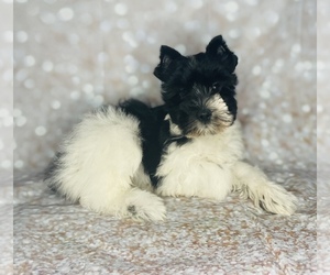 Schnauzer (Miniature) Puppy for sale in CINCINNATI, OH, USA