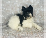 Small Photo #1 Schnauzer (Miniature) Puppy For Sale in CINCINNATI, OH, USA