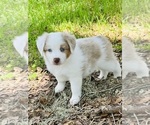 Puppy Puppy 2 Miniature Australian Shepherd