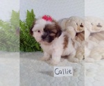 Small #7 Shih Tzu