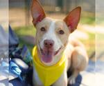 Small American Staffordshire Terrier Mix