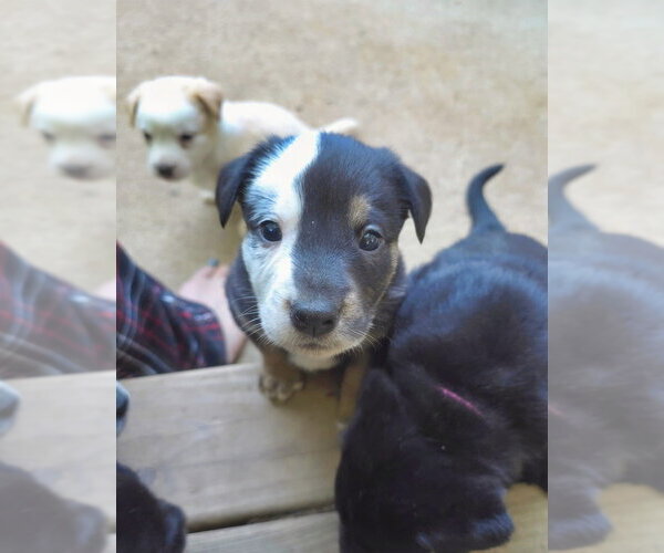 Medium Photo #2 Shepweiller Puppy For Sale in Raleigh, NC, USA