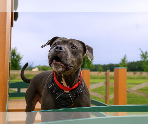 Medium Photo #21 American Pit Bull Terrier Puppy For Sale in Chestertown, MD, USA