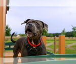 Small #20 American Pit Bull Terrier