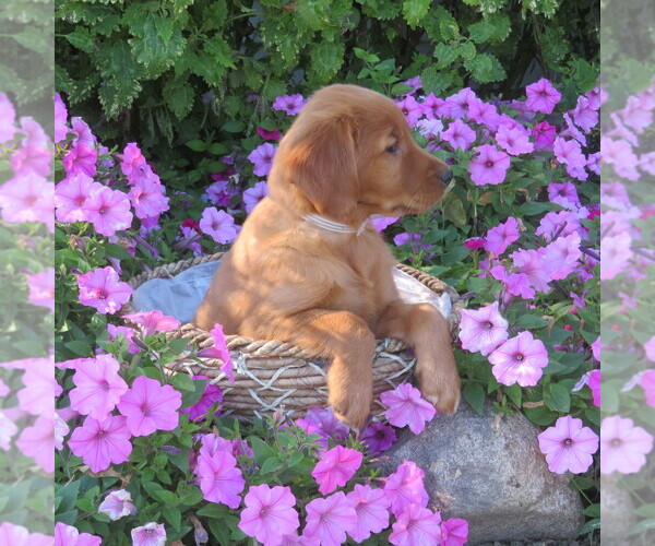 Medium Photo #5 Golden Retriever Puppy For Sale in THORP, WI, USA