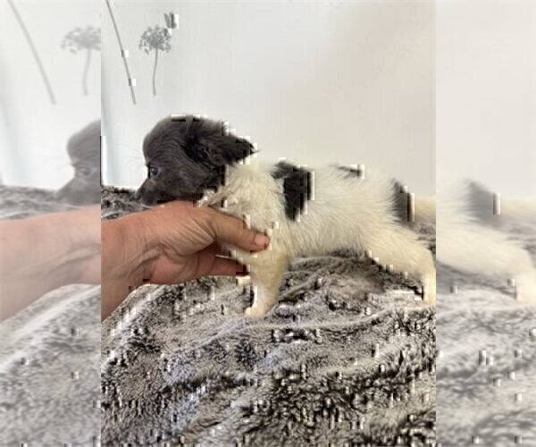 Medium Photo #1 Chihuahua Puppy For Sale in JENSEN BEACH, FL, USA