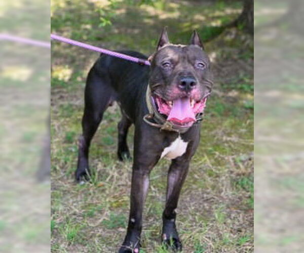 Medium Photo #6 Mastiff-Unknown Mix Puppy For Sale in Glen Allen, VA, USA