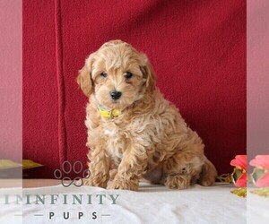 Goldendoodle (Miniature) Puppy for sale in GORDONVILLE, PA, USA