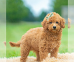 Small Photo #94 Maltipoo (Miniature) Puppy For Sale in WARSAW, IN, USA