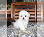 Image preview for Ad Listing. Nickname: Peanut