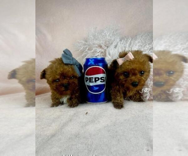 Medium Photo #11 Poodle (Toy) Puppy For Sale in WEST PALM BEACH, FL, USA