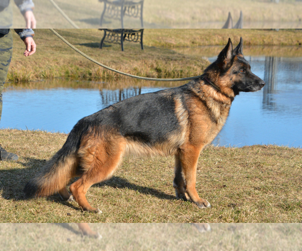 Medium Photo #1 German Shepherd Dog Puppy For Sale in NEWVILLE, PA, USA