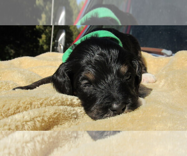 Medium Photo #8 Bernedoodle Puppy For Sale in BIG ROCK, IL, USA