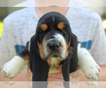 Small #8 Basset Hound