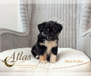 Miniature Australian Shepherd Puppy for sale in SARASOTA, FL, USA
