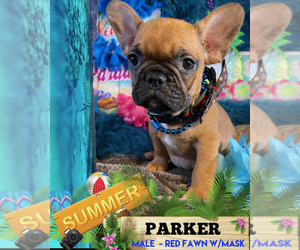French Bulldog Puppy for sale in HEATHROW, FL, USA