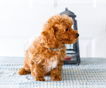 Small Photo #6 Poodle (Toy) Puppy For Sale in WAKARUSA, IN, USA