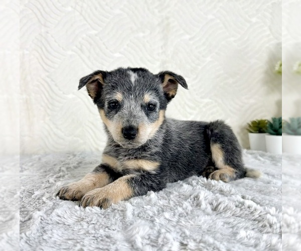 Medium Photo #4 Australian Cattle Dog Puppy For Sale in GREENFIELD, IN, USA