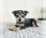 Small #3 Australian Cattle Dog