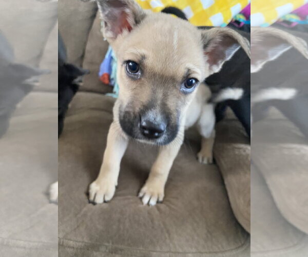 Medium Photo #4 Mutt Puppy For Sale in Sandy, UT, USA