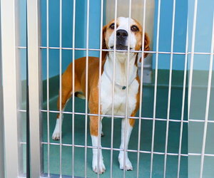 Beagle-Unknown Mix Dogs for adoption in Pasadena, CA, USA