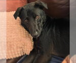 Small #5 Labrador Retriever Mix