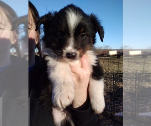 Miniature Australian Shepherd Puppy for sale in COUCH, MO, USA
