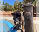 Small Photo #117 American Staffordshire Terrier-Unknown Mix Puppy For Sale in Kanab, UT, USA