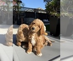 Small #1 Goldendoodle