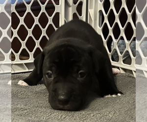 Medium American Pit Bull Terrier