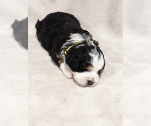 Bernedoodle-Poodle (Miniature) Mix Puppy for sale in GOSHEN, IN, USA