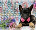 Small Photo #4 German Shepherd Dog Puppy For Sale in COCHRANVILLE, PA, USA