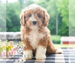 Small #2 Cavapoo (Miniature)