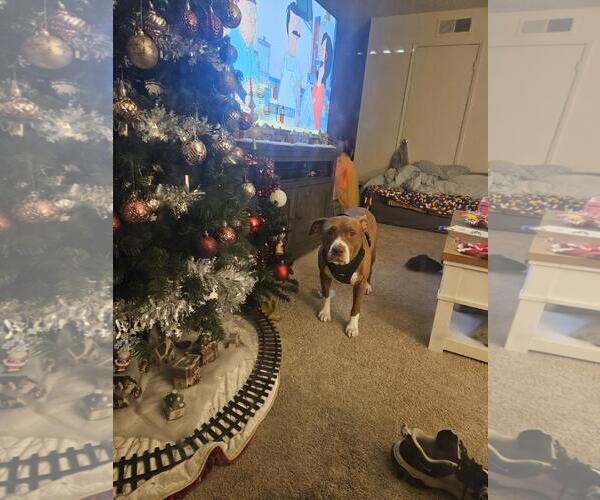 Medium Photo #2 Mutt Puppy For Sale in Incline Village, NV, USA