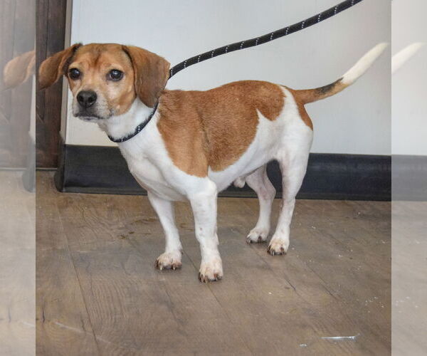 Medium Photo #4 Doxle Puppy For Sale in Huntley, IL, USA