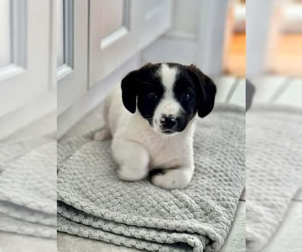 Medium Photo #1 Australian Shepherd-Unknown Mix Puppy For Sale in pomfret, CT, USA