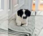 Small Australian Shepherd Mix