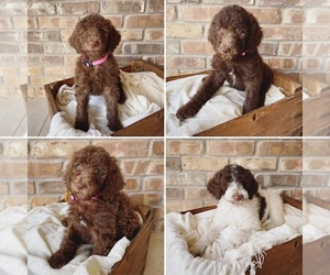 Poodle (Standard) Puppy for sale in HOBBS, NM, USA