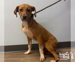 Small #2 Labrador Retriever Mix