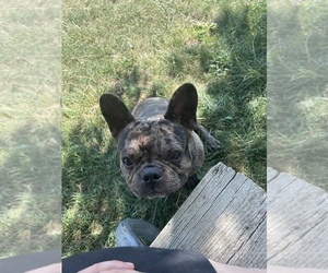 French Bulldog Puppy for sale in LANCASTER, MO, USA