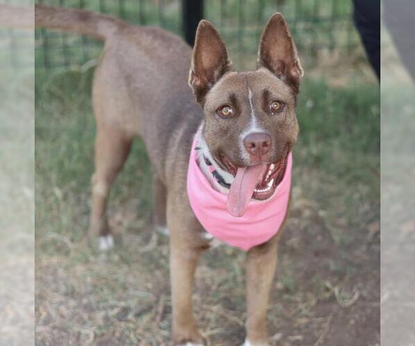 Medium Photo #1 Mutt Puppy For Sale in San Antonio, TX, USA