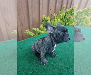 View Ad French Bulldog Puppy For Sale Near Colorado Adams City Usa Adn 264722