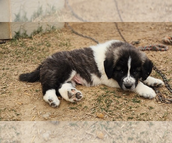 Medium Photo #10 Anatolian Shepherd Puppy For Sale in CUMBY, TX, USA