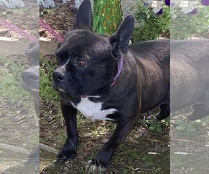 French Bulldog Dogs for adoption in HOPKINSVILLE/PRINCETON, KY, NH, USA