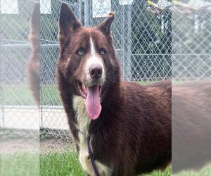 Siberian Husky-Unknown Mix Dogs for adoption in Conroe, TX, USA